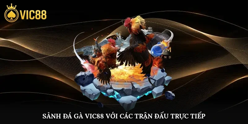 Sảnh đá gà vic88 với các trận đấu trực tiếp